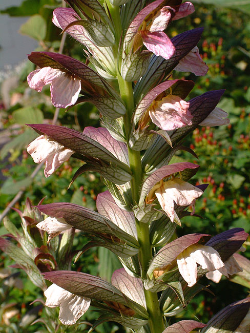 image/blomst-025.jpg