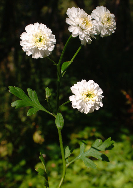 image/blomst-028.jpg