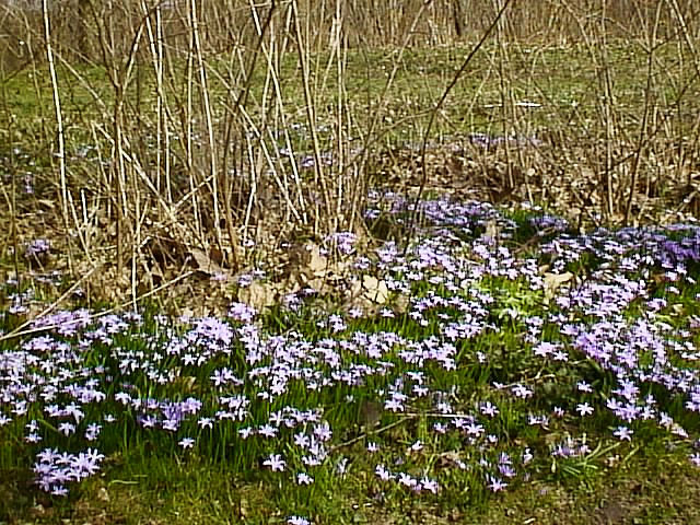 image/blomst-031.jpg