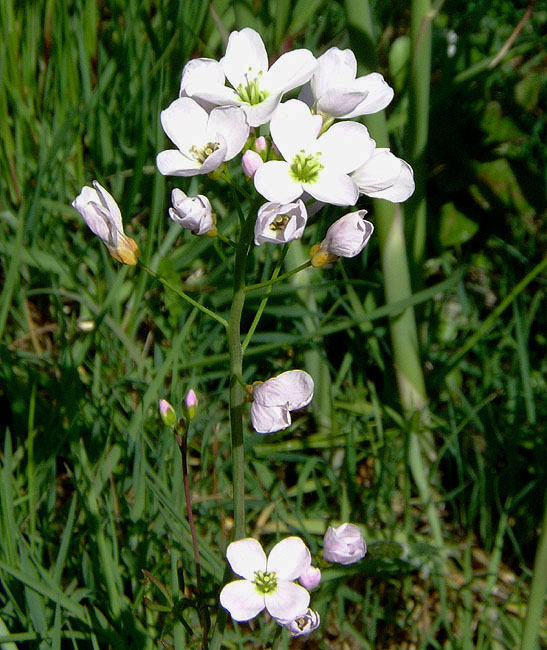 image/blomst-033.jpg