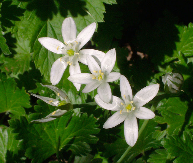 image/blomst-034.jpg