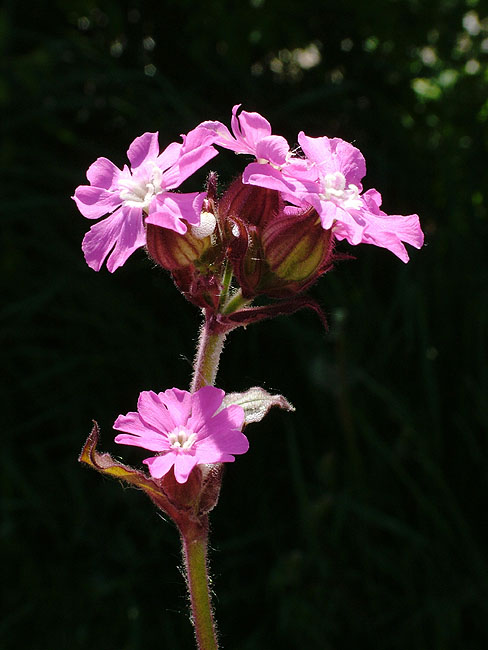 image/blomst-043.jpg