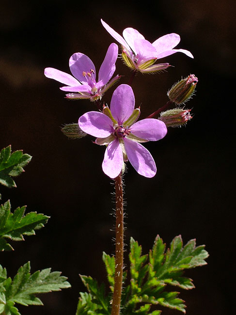 image/blomst-044.jpg