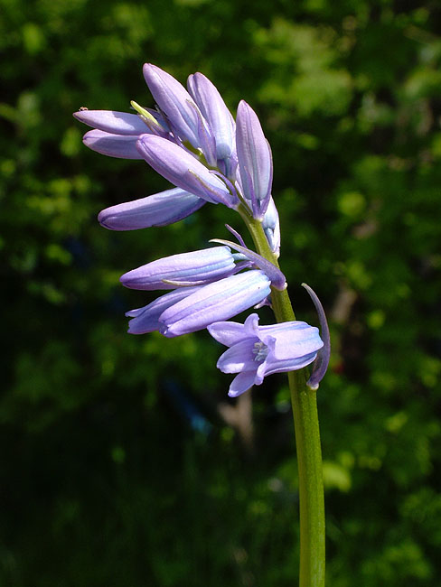 image/blomst-055.jpg