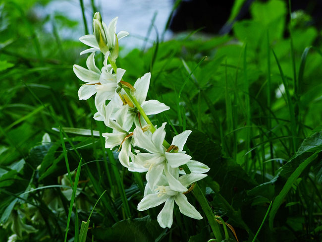 image/blomst-109.jpg
