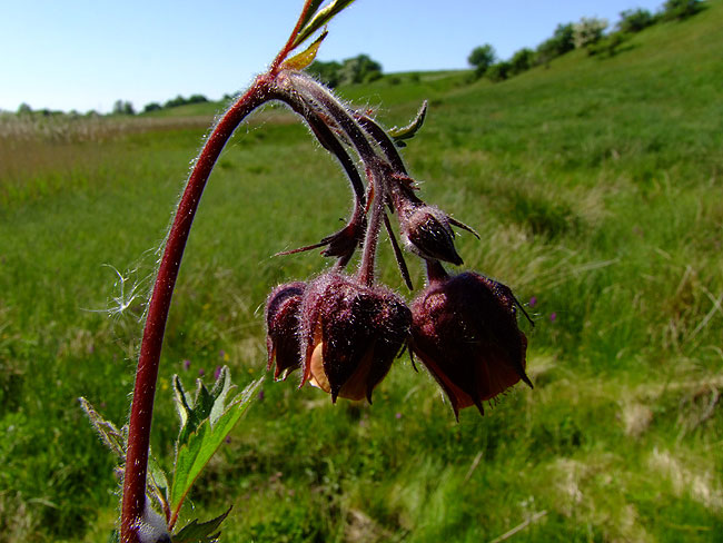 image/blomst-124.jpg