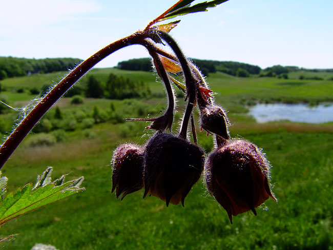 image/blomst-125.jpg