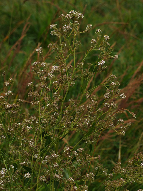 image/blomst-126.jpg