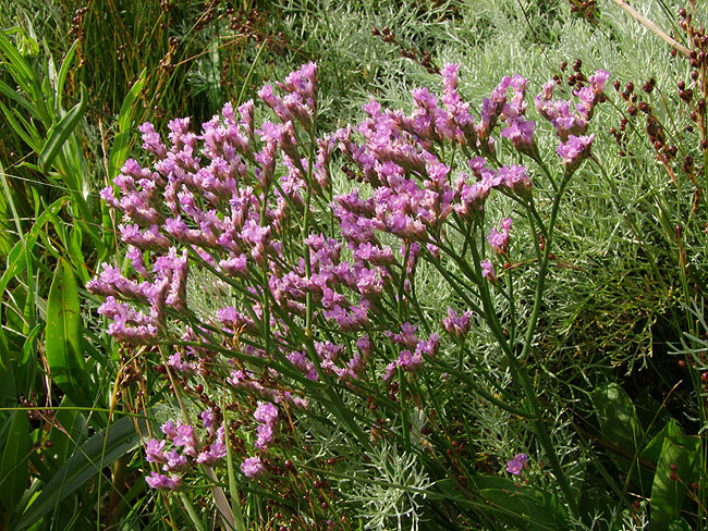 image/blomst-128.jpg