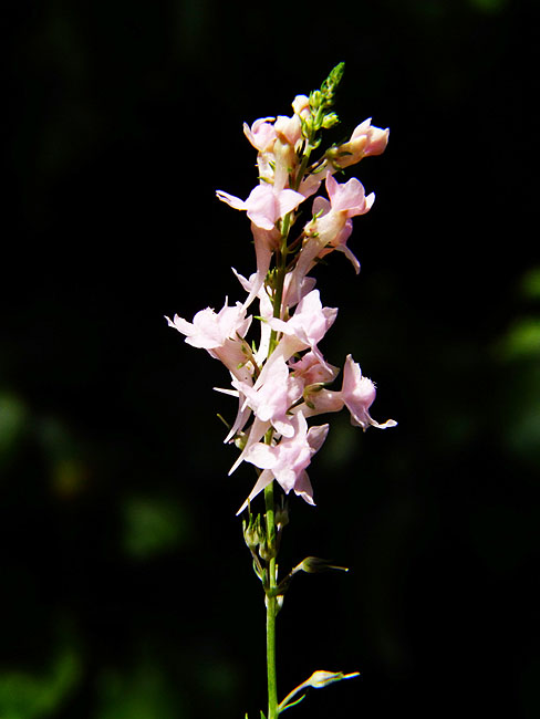 image/blomst-131.jpg