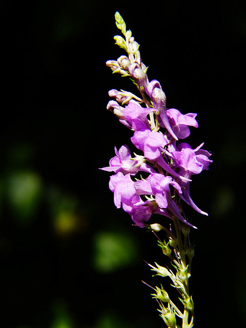 image/blomst-132.jpg