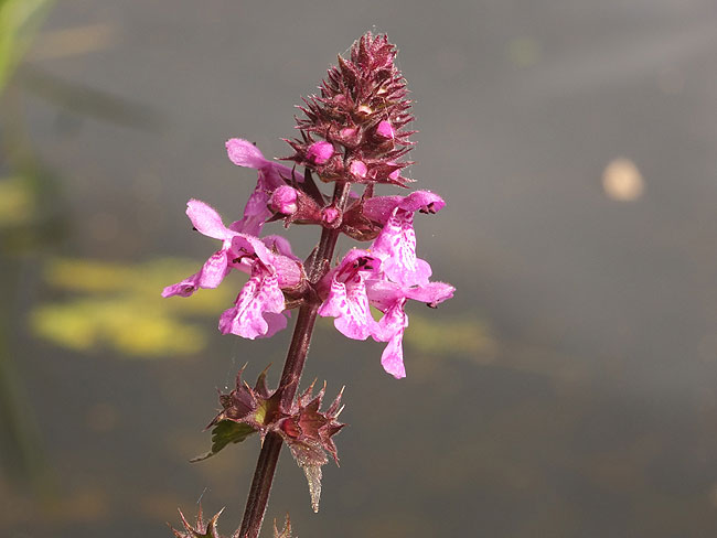 image/blomst-135.jpg