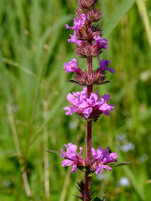 image/blomst-156.jpg