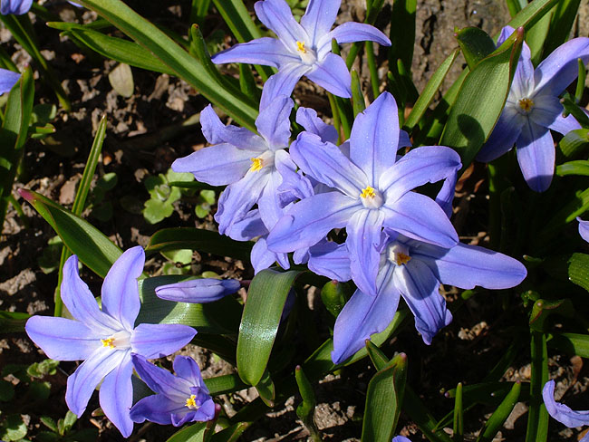 image/blomster-003.jpg