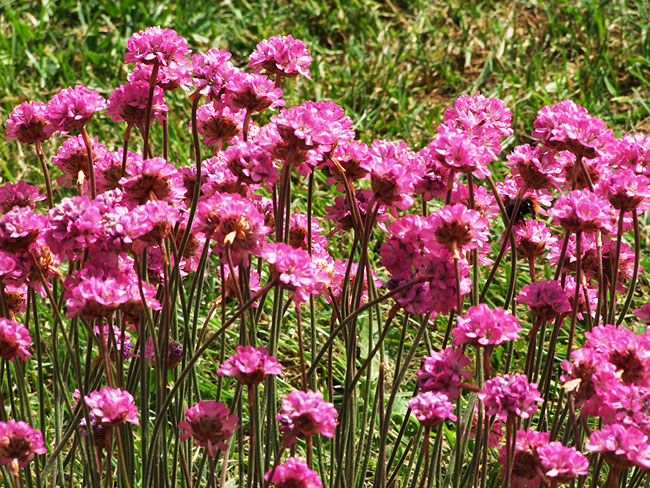 image/blomster-020.jpg