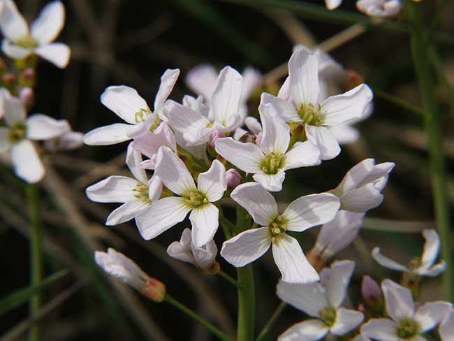 image/blomster-027.jpg