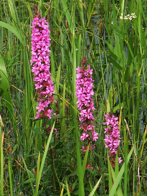 image/blomster-059.jpg