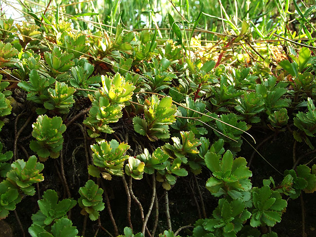 image/blomster-098.jpg