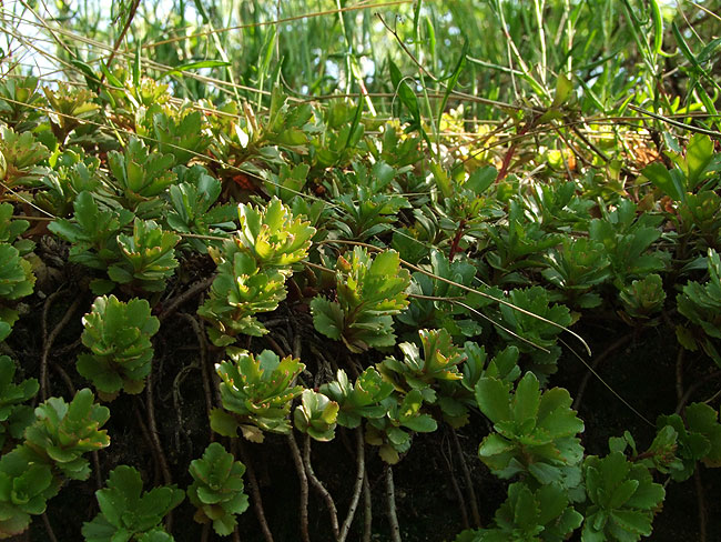 image/blomster-099.jpg