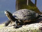 image/_sumpskildpadde-91.jpg