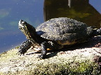 image/_sumpskildpadde-92.jpg
