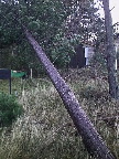image/_vaeltet_trae-05.jpg