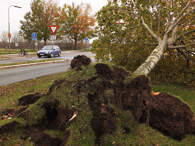 image/efteraarsstorm-071.jpg