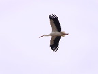 image/_flyvende_stork-435.jpg