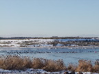 image/_fugle_roskilde_fjord-400.jpg
