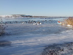 image/_fugle_roskilde_fjord-403.jpg