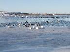 image/_fugle_roskilde_fjord-404.jpg