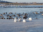 image/_fugle_roskilde_fjord-405.jpg