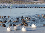 image/_fugle_roskilde_fjord-406.jpg