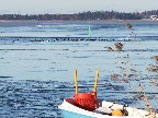 image/_fugle_roskilde_fjord-408.jpg