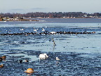 image/_fugle_roskilde_fjord-409.jpg