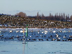 image/_fugle_roskilde_fjord-410.jpg