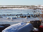 image/_fugle_roskilde_fjord-413.jpg