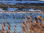 image/_fugle_roskilde_fjord-414.jpg