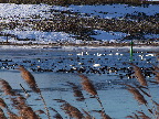 image/_fugle_roskilde_fjord-415.jpg
