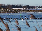 image/_fugle_roskilde_fjord-416.jpg