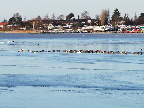 image/_fugle_roskilde_fjord-417.jpg
