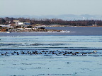 image/_fugle_roskilde_fjord-419.jpg