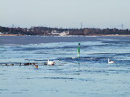 image/_fugle_roskilde_fjord-420.jpg