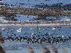 image/_fugle_roskilde_fjord-421.jpg
