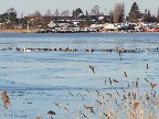 image/_fugle_roskilde_fjord-425.jpg