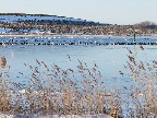 image/_fugle_roskilde_fjord-426.jpg