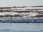 image/_fugle_roskilde_fjord-434.jpg