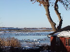image/_fugle_roskilde_fjord-438.jpg