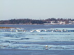 image/_fugle_roskilde_fjord-442.jpg