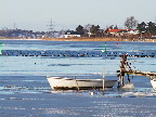 image/_fugle_roskilde_fjord-443.jpg